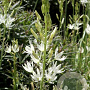 Camassia leichtlinii 'Alba' GM  P11