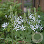 Ornithogalum ponticum 'Sochi' GM P9