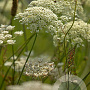 Daucus carota GM P9