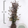 Fagus syl. 'Atropunicea' 125-150 cm wortelgoed