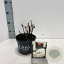 Hydrangea m. 'Little White' 15-20 cm 2,0L