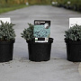 Juniperus squamata 'Blue Star' 15-20 cm 2,0L