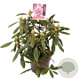 Rhododendron 'Marcel Menard' 30-40 cm 5,0L