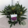 Rhododendron 'Marcel Menard' 30-40 cm 5,0L