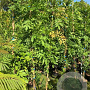 Wisteria sinensis 'Prolific' 175-200 cm 5,0L