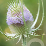 Dipsacus fullonum GM P9
