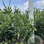 Prunus l. 'Caucasica' 60-80 cm met kluit