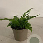 Dryopteris filix-mas GM 2,0L