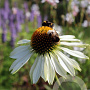 Echinacea p. 'Alba' GM P9