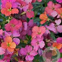 Erysimum 'Red Jep' GM P9