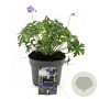 Geranium 'Johnson's Blue' C1.5 wortelecht