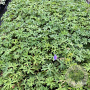 Geranium 'Johnson's Blue' GM 2,0L