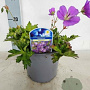 Geranium Rozanne C1.5 wortelecht