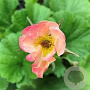 Geum rivale 'Mai Tai' GM P9