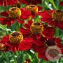 Helenium (autg) Helena Red Shades GM 2,0L