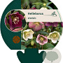 Helleborus orientalis GM P9