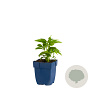 Helleborus orientalis GM  P11