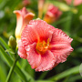Hemerocallis 'Cosmopolitan' C1.5 wortelecht