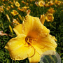 Hemerocallis 'Stella de Oro' GM P9