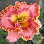 Hemerocallis 'The Bride' GM P9