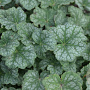 Heuchera americana 'Dale's Strain' GM P9