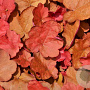 Heuchera Carnival Cinnamon Stick GM P9