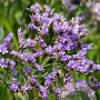 Limonium vulgare GM P9