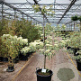 Cornus controversa 'Variegata' 175-200 cm 50L