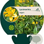 Lysimachia vulgaris GM P9