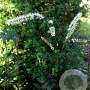 Actaea racemosa 'Queen of Sheba' GM  P11