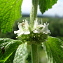 Marrubium vulgare GM P9