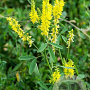 Melilotus officinalis GM P9