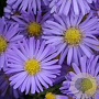 Aster (D) 'Mittelmeer' GM  P11