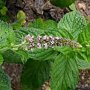 Mentha longifolia GM P9