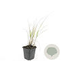 Calamagrostis acut. 'Karl Foerster' GM P9