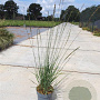 Molinia caerulea 'Moorhexe' GM C1.3