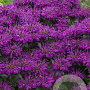 Monarda didyma 'Grape Gumball' GM P9