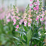 Digitalis purp. 'Hanabee Pink' GM  P11