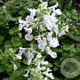 Nepeta 'Alba' GM P9