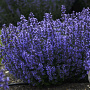 Nepeta 'Cat's Pajamas' GM P9