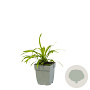 Liriope muscari GM  P11