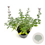 Nepeta 'Walker's Low' GM 2,0L