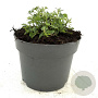 Nepeta 'Walker's Low' GM 2,0L