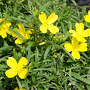 Oenothera 'African Sun' GM P9
