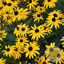 Rudbeckia f. 'American Gold Rush' GM  P11