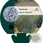 Panicum virgatum 'Heavy Metal' GM P9