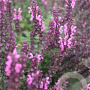 Salvia nemorosa 'Merleau Rose' GM  P11