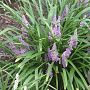 Liriope muscari 'Wildform' GM  P11