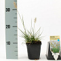 Pennisetum al. 'Little Bunny' GM P9