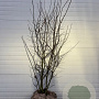 Amelanchier lamarckii 200-225 cm draadkluit extra
